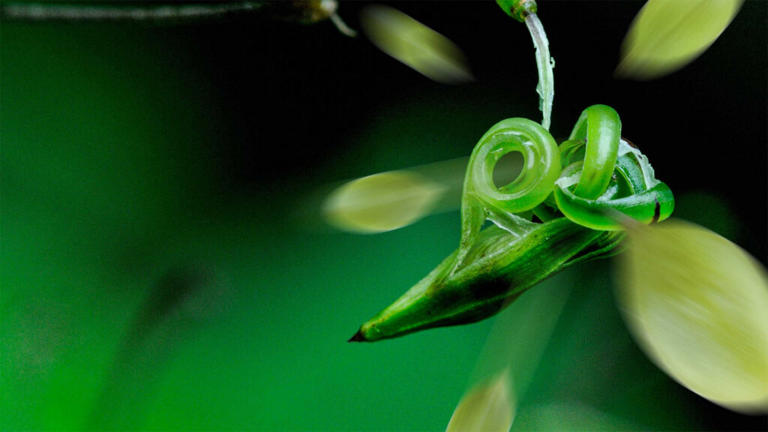 6 exploding plants that will blow your mind
