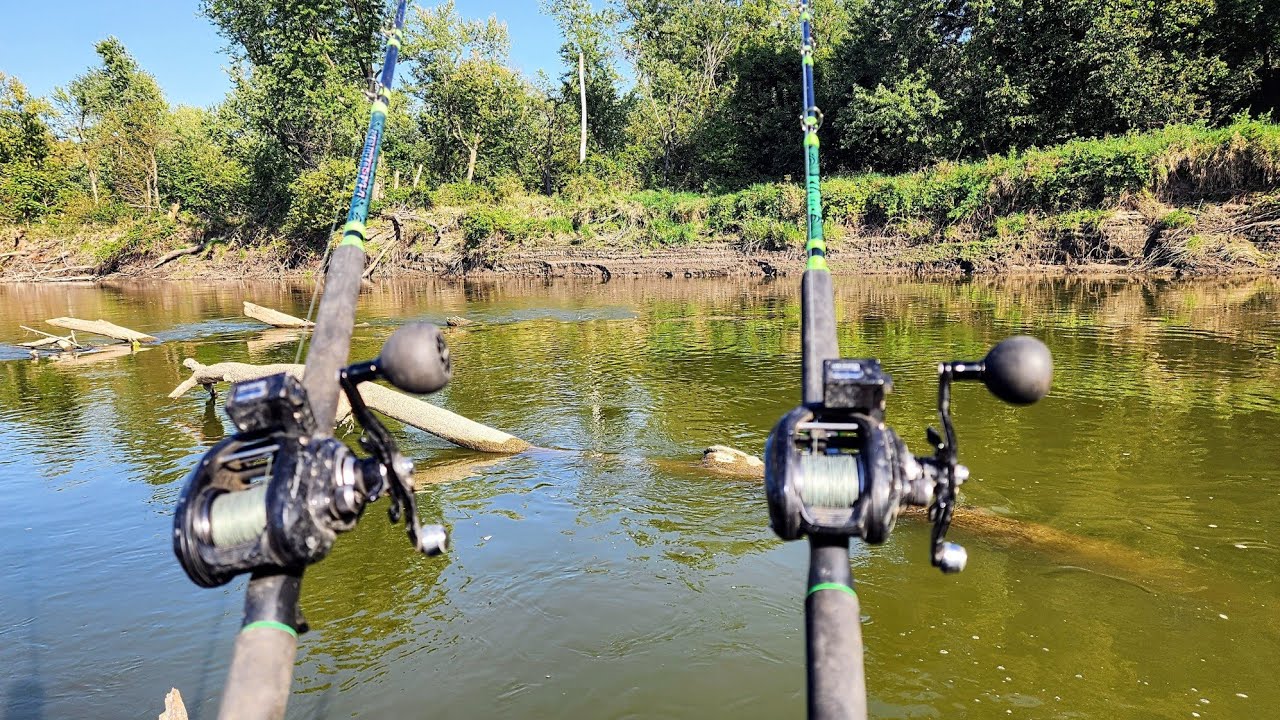 I found cats hiding in a remote river logjam