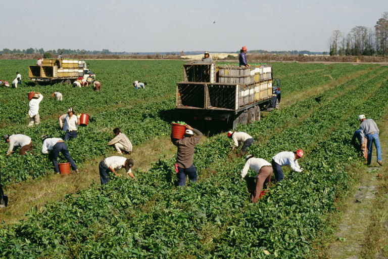 Pesticides kill, sicken more than 400 million farmers worldwide: ‘The ...