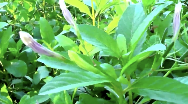 6 exploding plants that will blow your mind