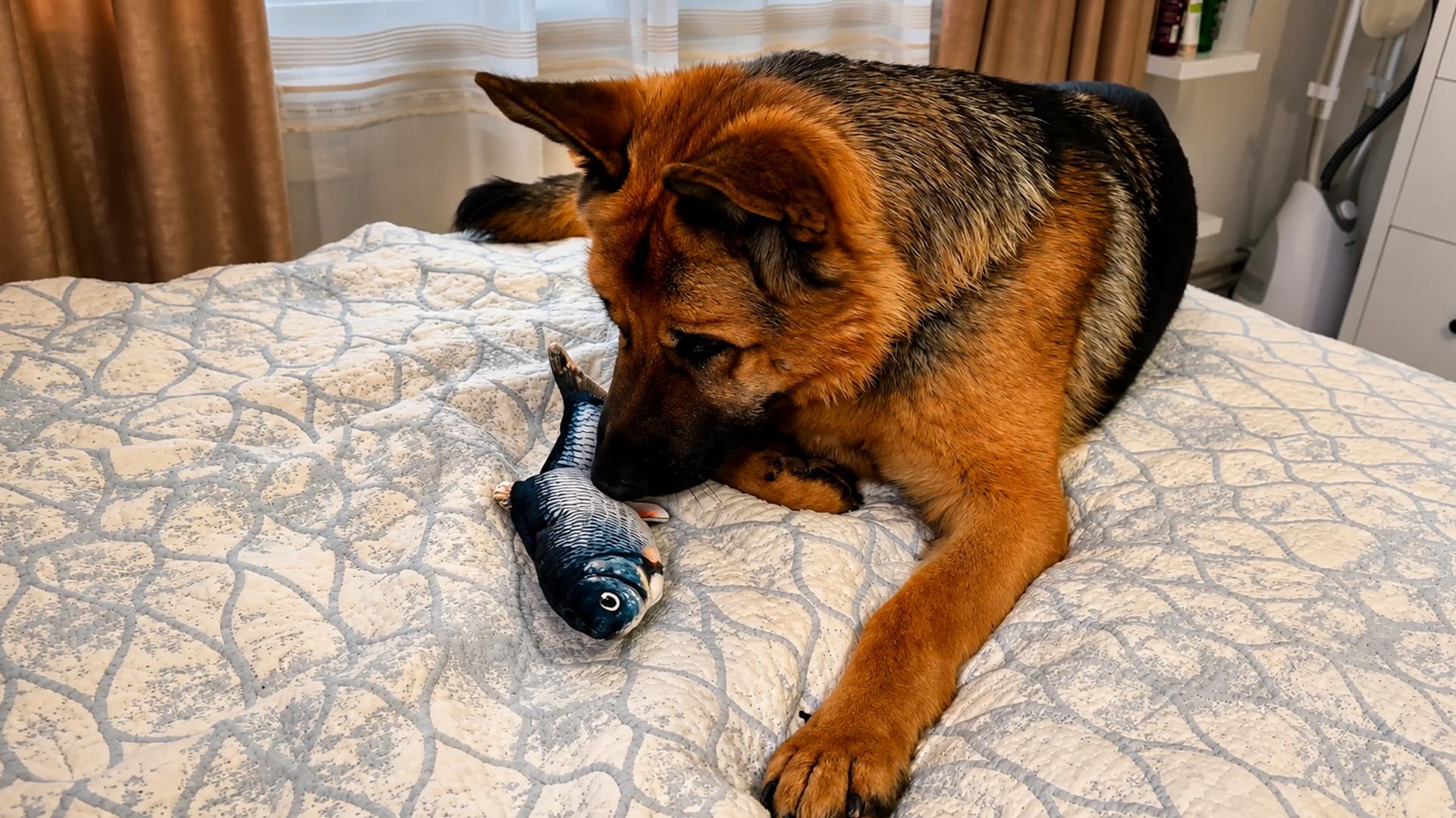 German shepherd reacts to a flopping fish toy