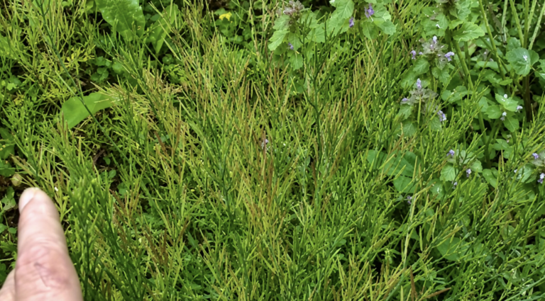 6 exploding plants that will blow your mind