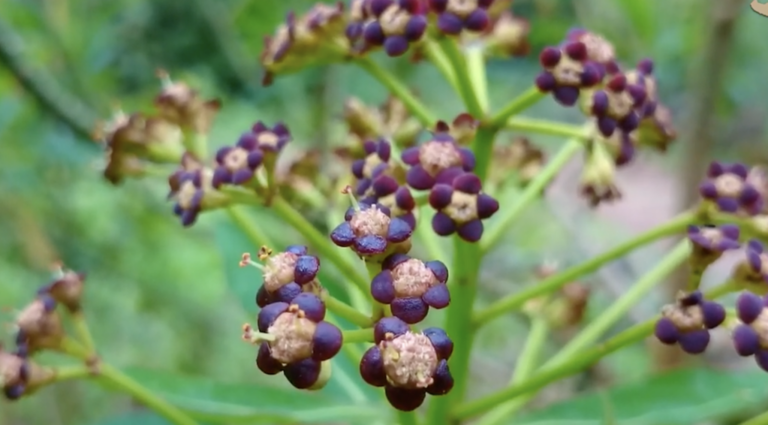 6 exploding plants that will blow your mind