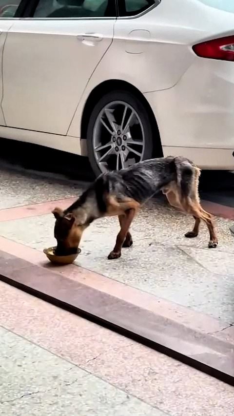 Young girl feeds hungry stray dog left out in the rain