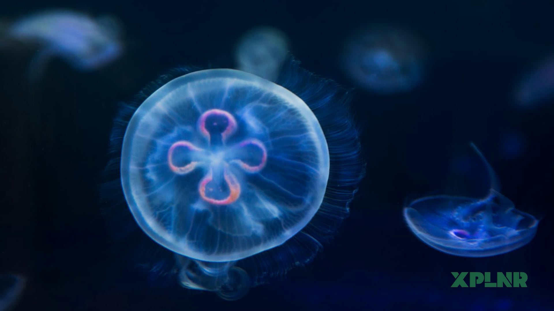 This jellyfish is immortal