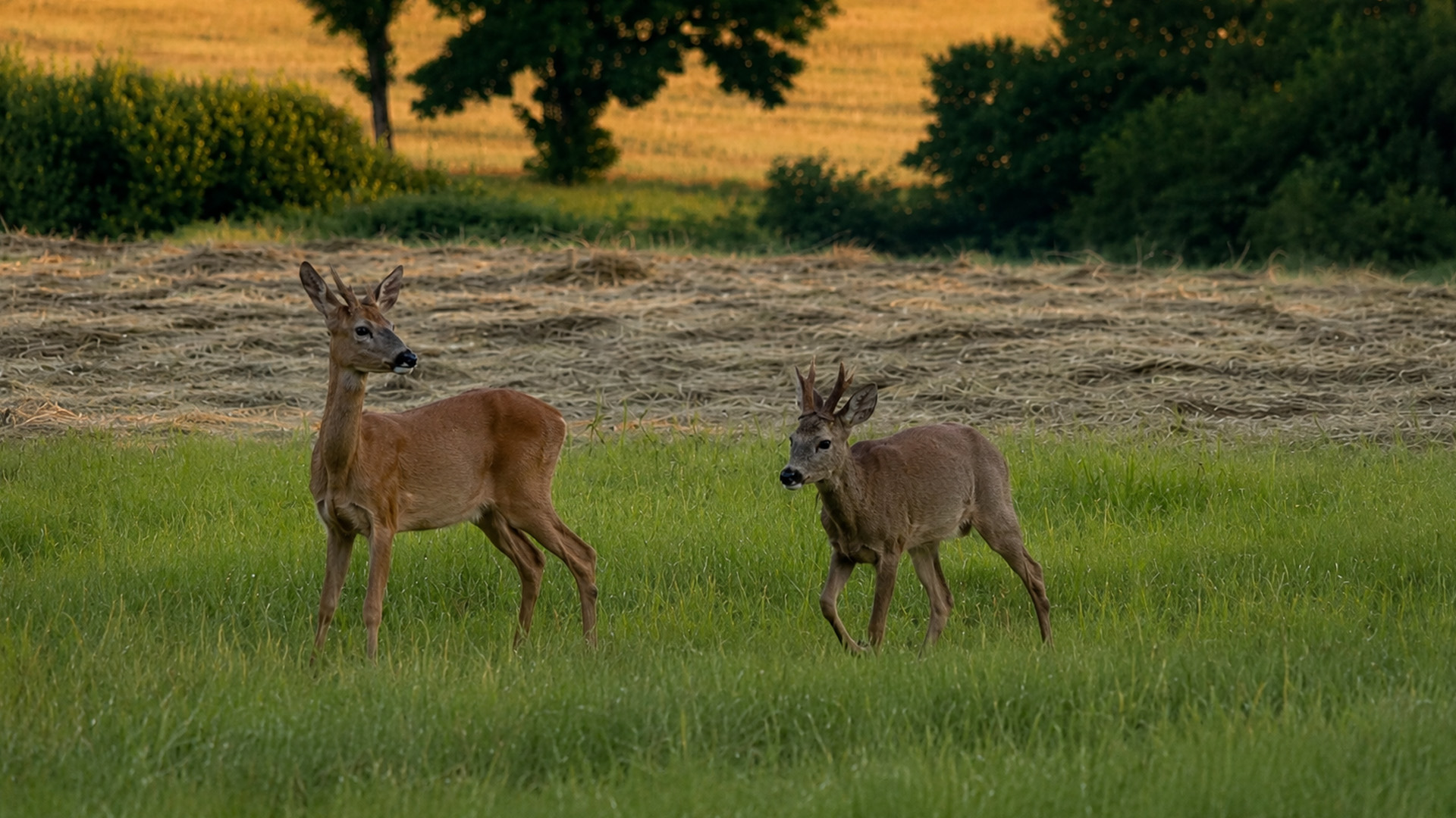 Hidden camera captures two roe deer before sunrise