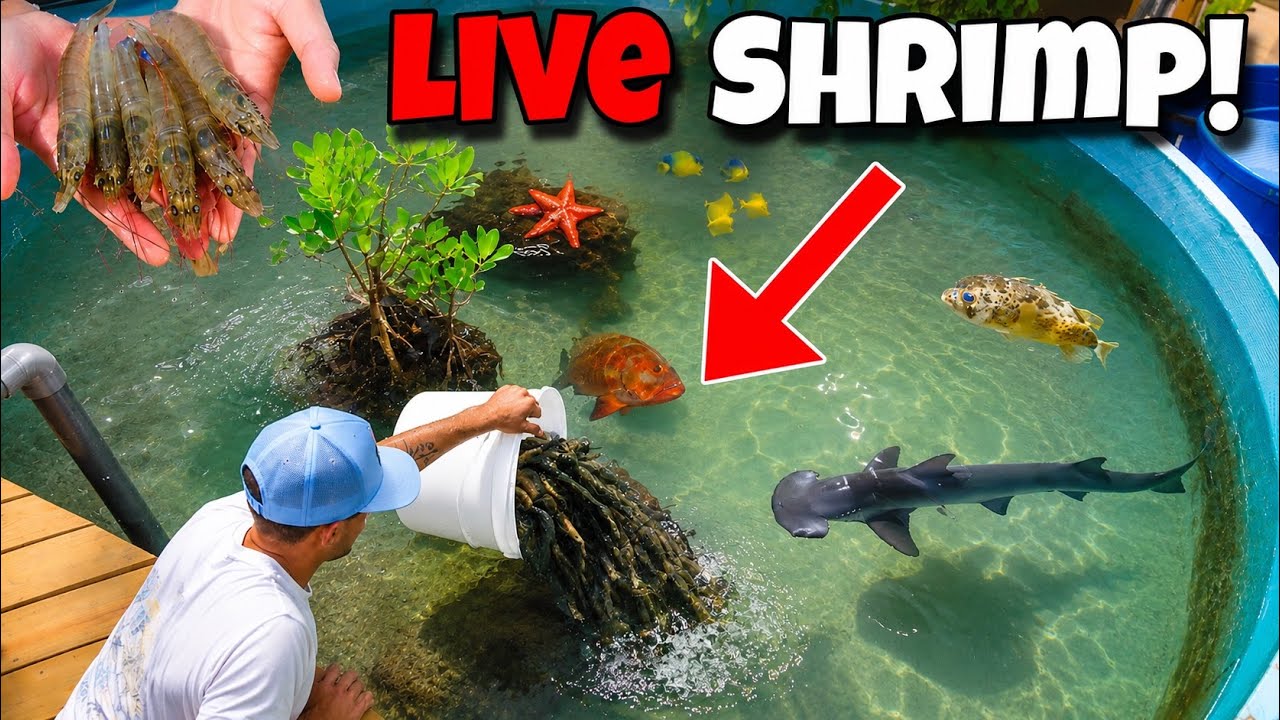 Feeding the biggest fish in the pond!