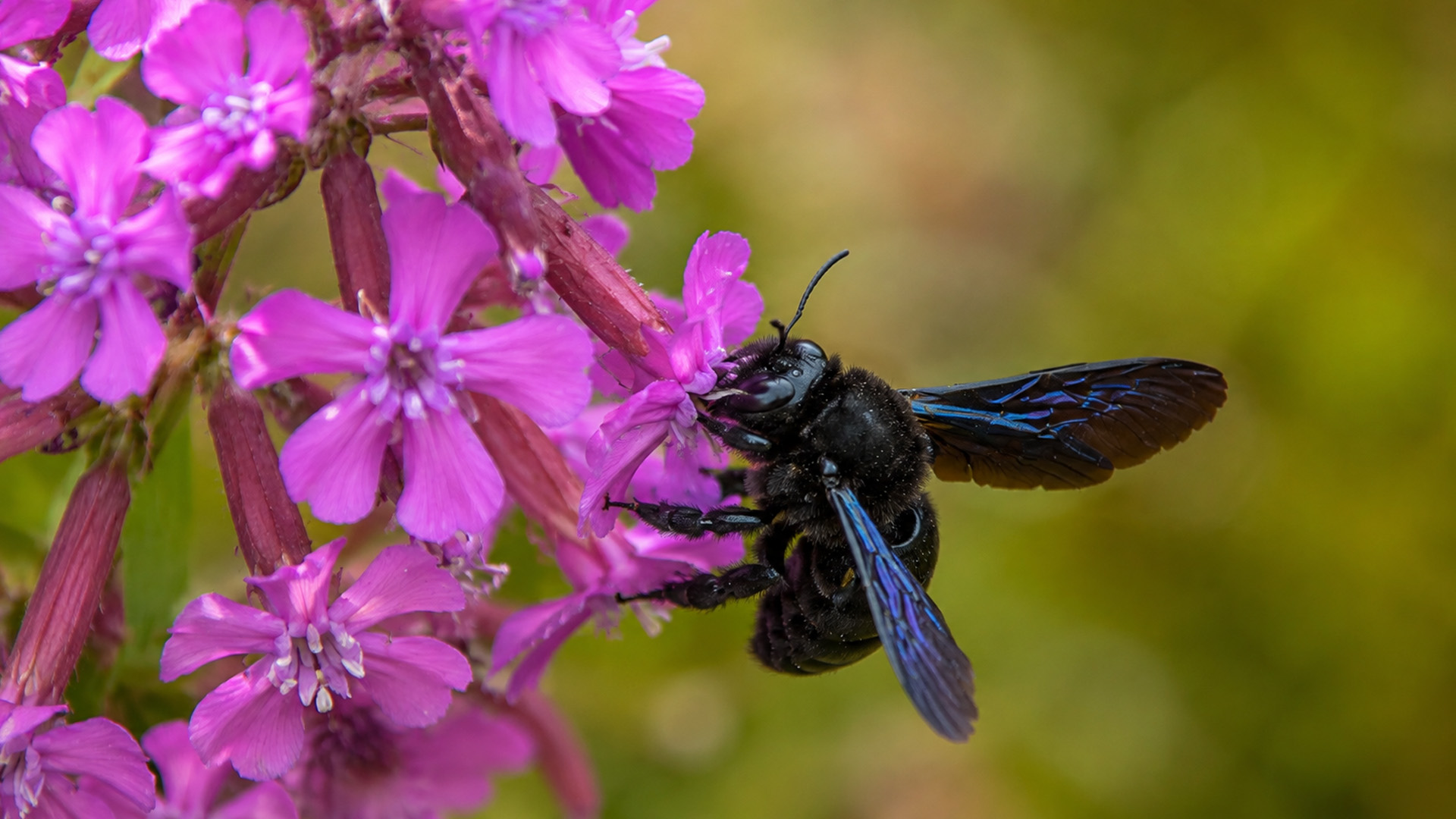Hidden camera captures a black bee feeding on pink flowers