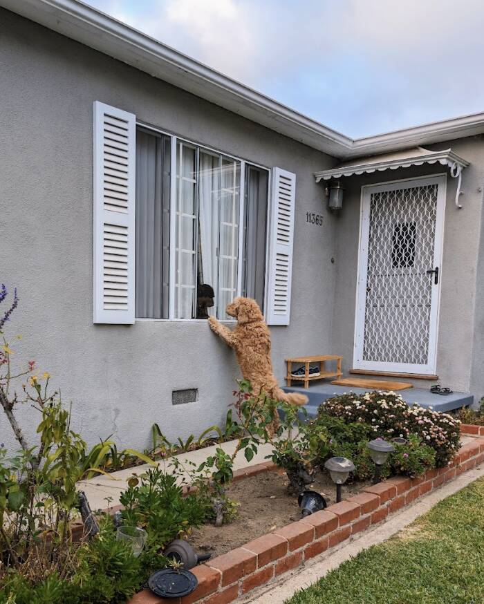 Friendly dog knocks on neighbor's door every day for the most adorable reason