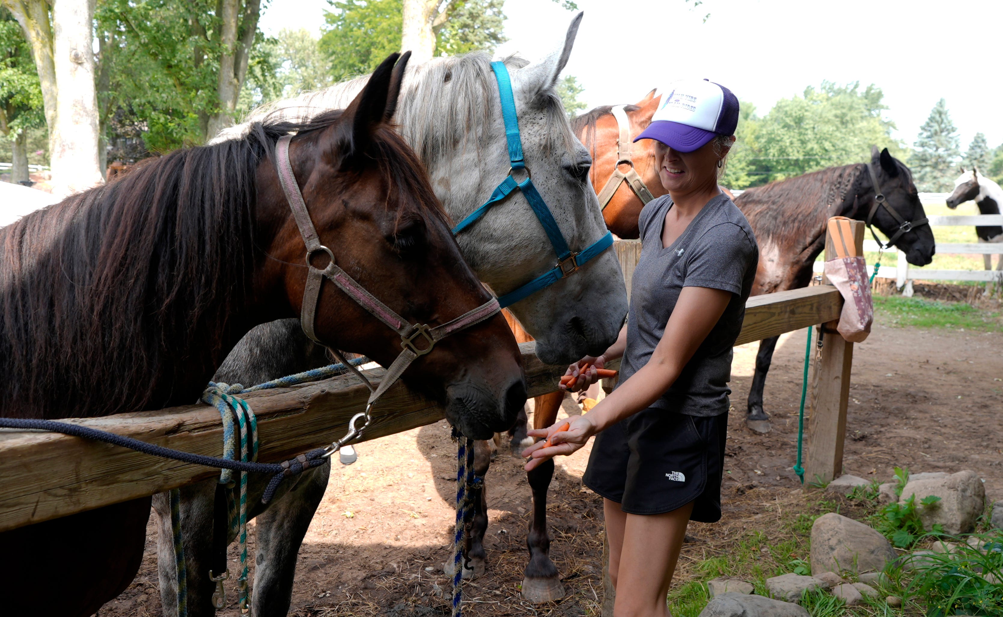 36 horses returned to High Vibe in Milford after investigation ends