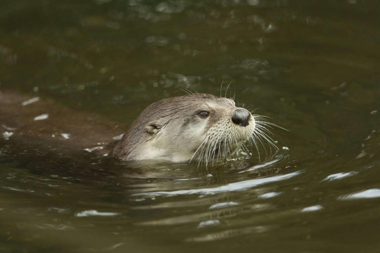 River otters make comeback at Bay Area ranch for first time in over 100 ...