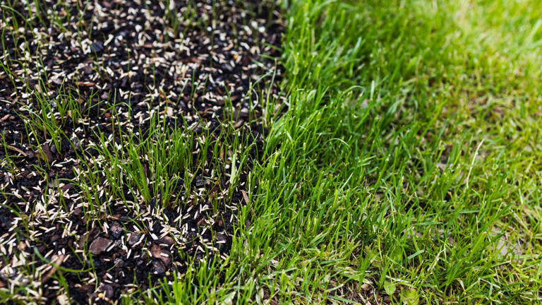 Want a thicker, greener lawn next spring? Start with these 4 fall steps