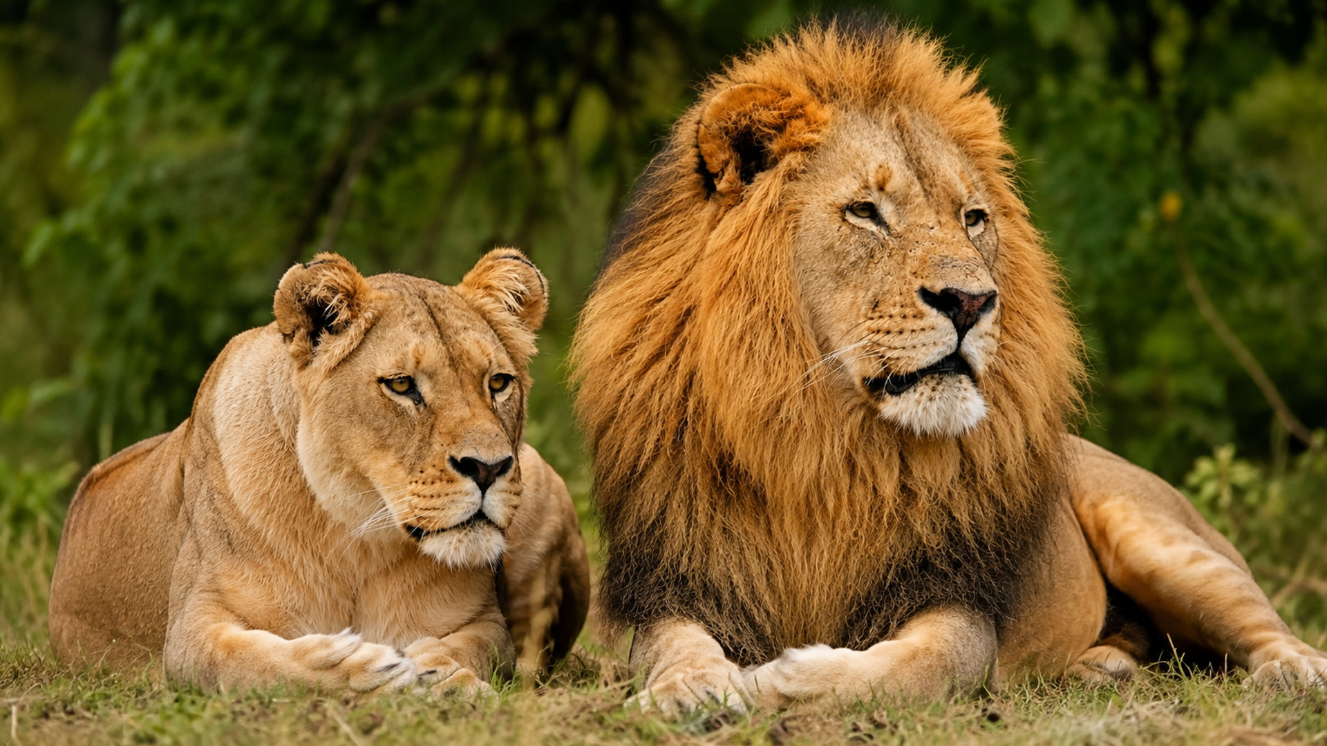 lion-pair-watches-the-distance-while-resting-on-hidden-camera