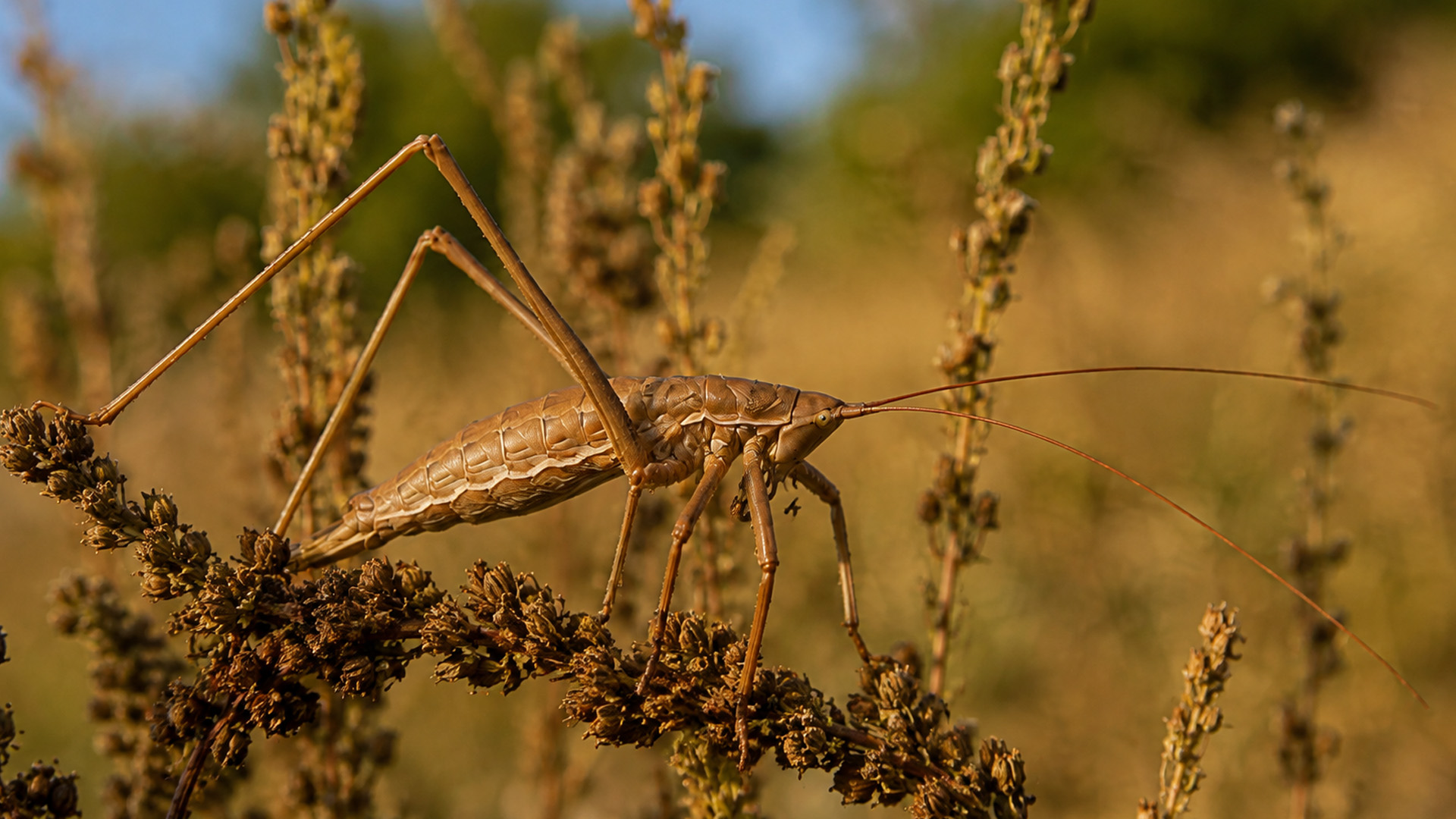 Katydid blends perfectly into dry vegetation on hidden camera