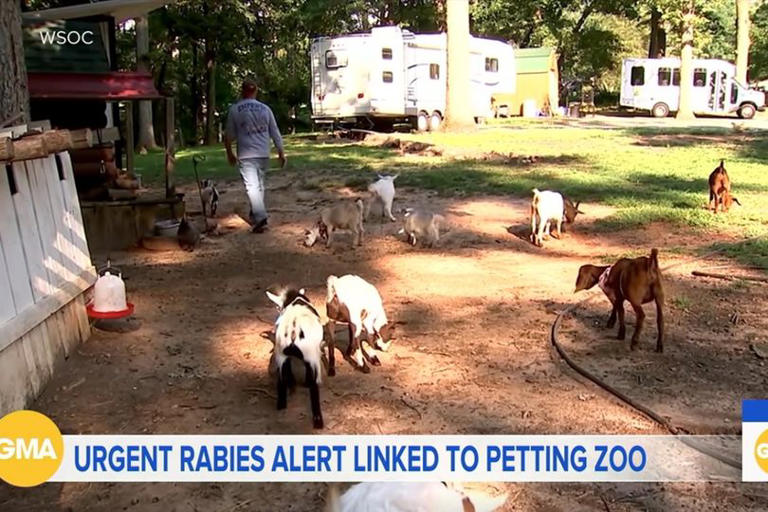 Baby goats at petting zoo infected with rabies as families urged to ...