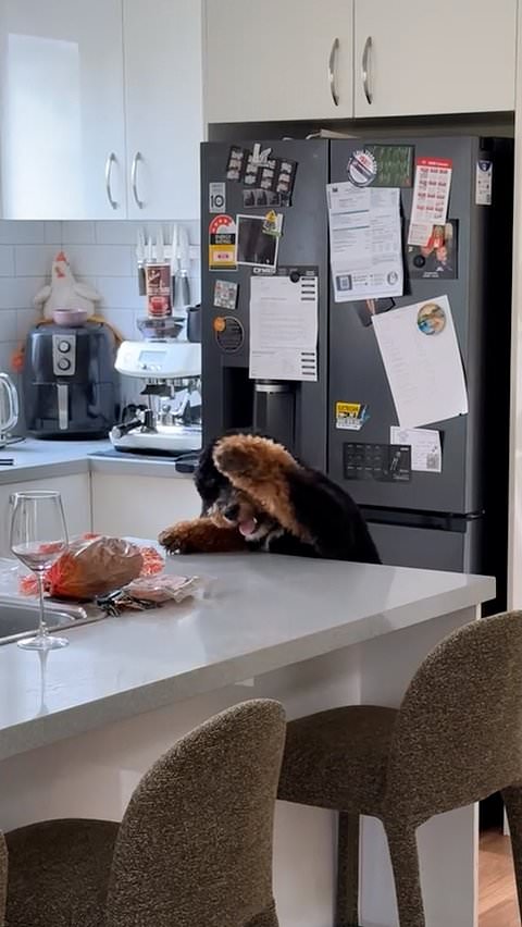 Puppy's attempt to steal bacon from kitchen counter falls short