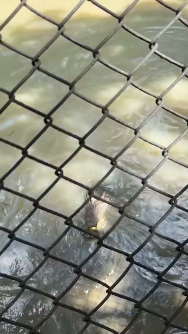 Learning crocodile behavior in Thailand
