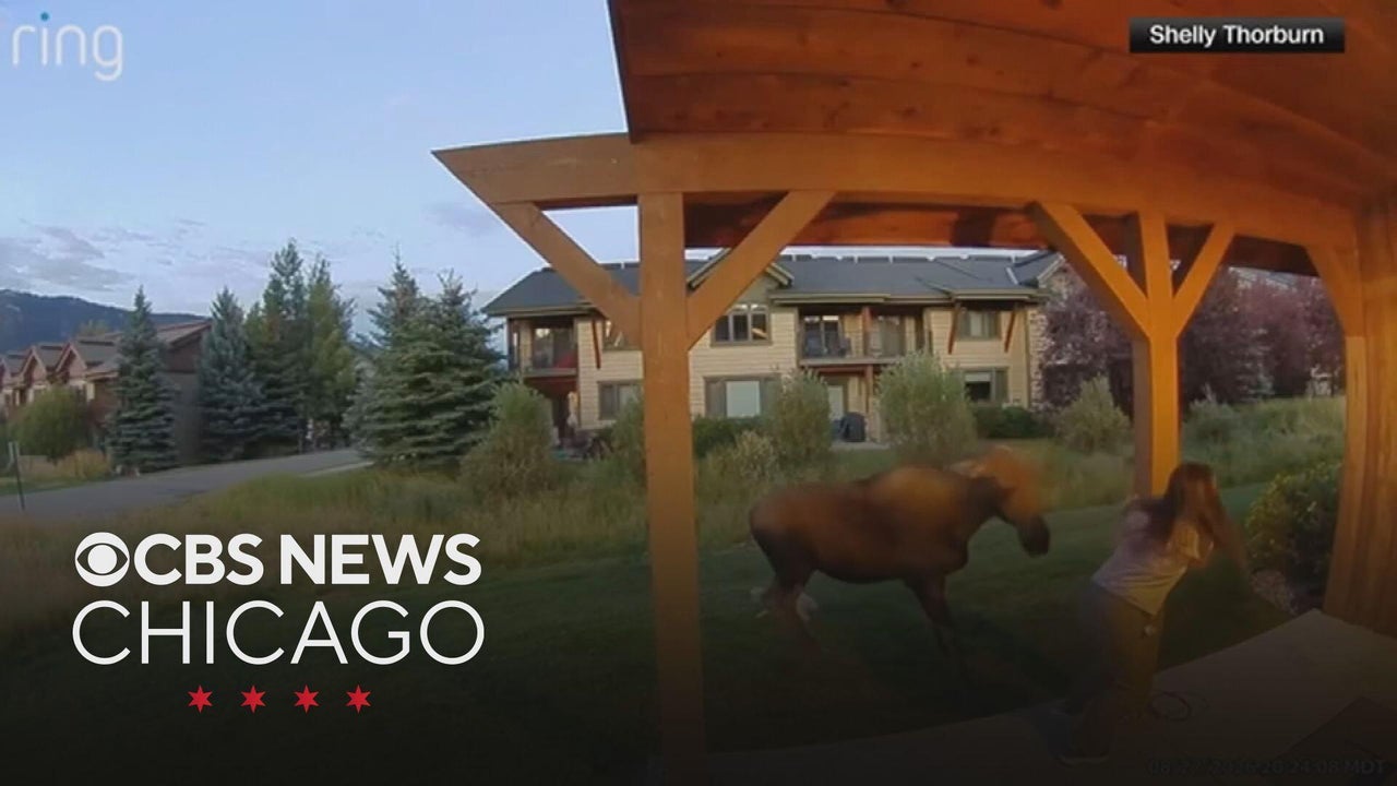 Video captures Montana woman's fraught encounter with a moose