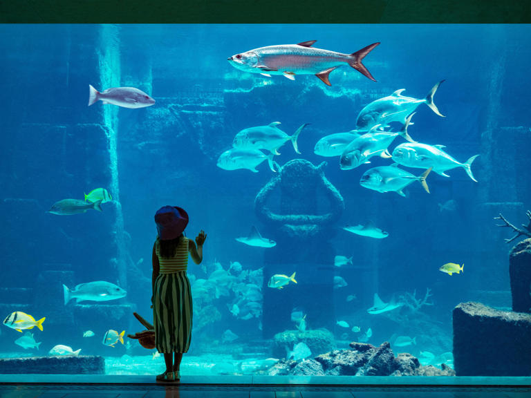 Planning a Bahamas vacation? Where to stay, eat and play at Atlantis
