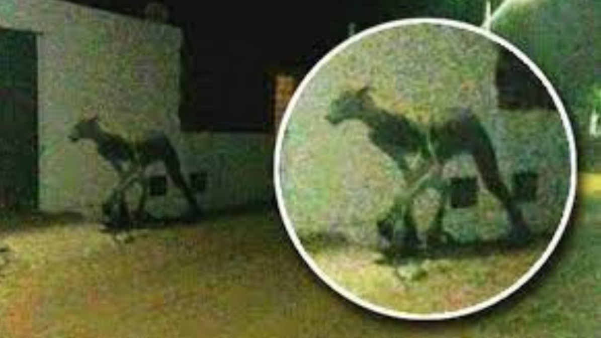 Werewolf stood along road for months until brave stranger approached