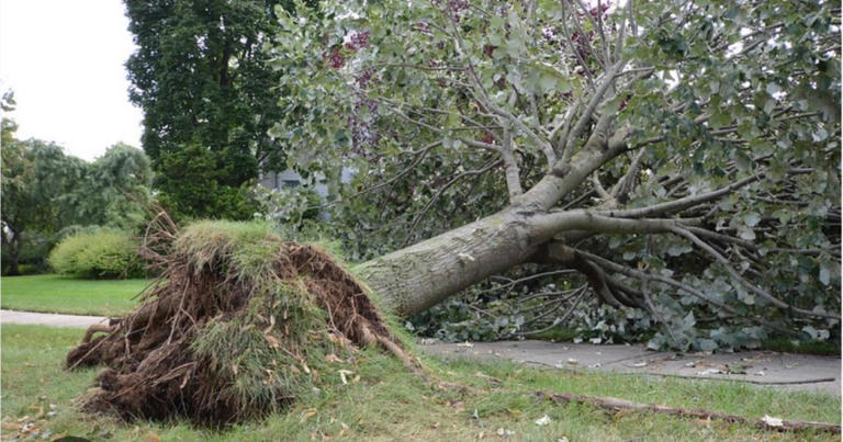 Photos: Fallen trees, storm damage after tornado warning