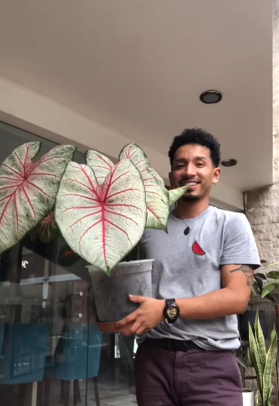 El cambio del caladium white delight: De bulbo a planta