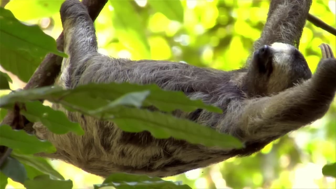 Watch a sloth fall 328 feet and walk away - 