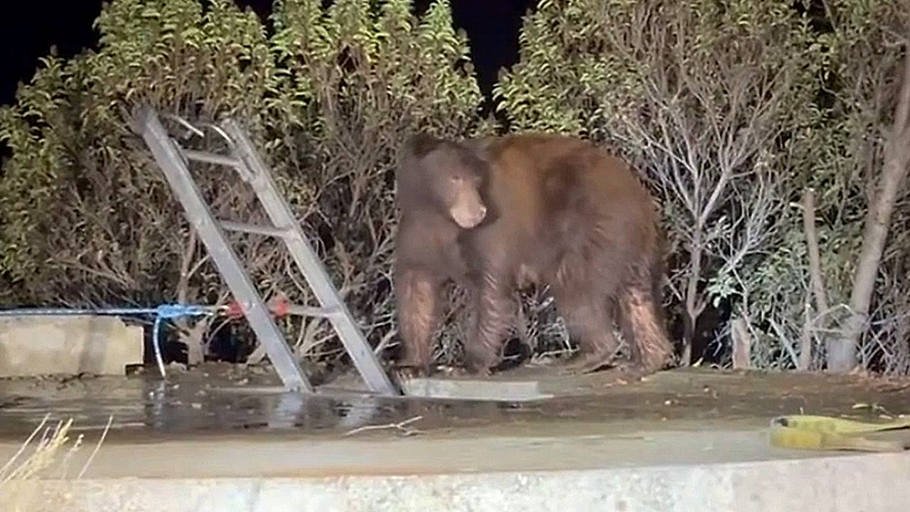Bear and 3 cubs rescued from water-filled cistern in California park