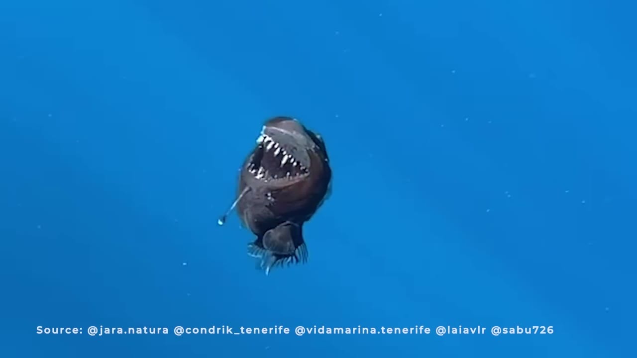 Watch this deep-sea monster swim into sunlight - it normally lives up ...