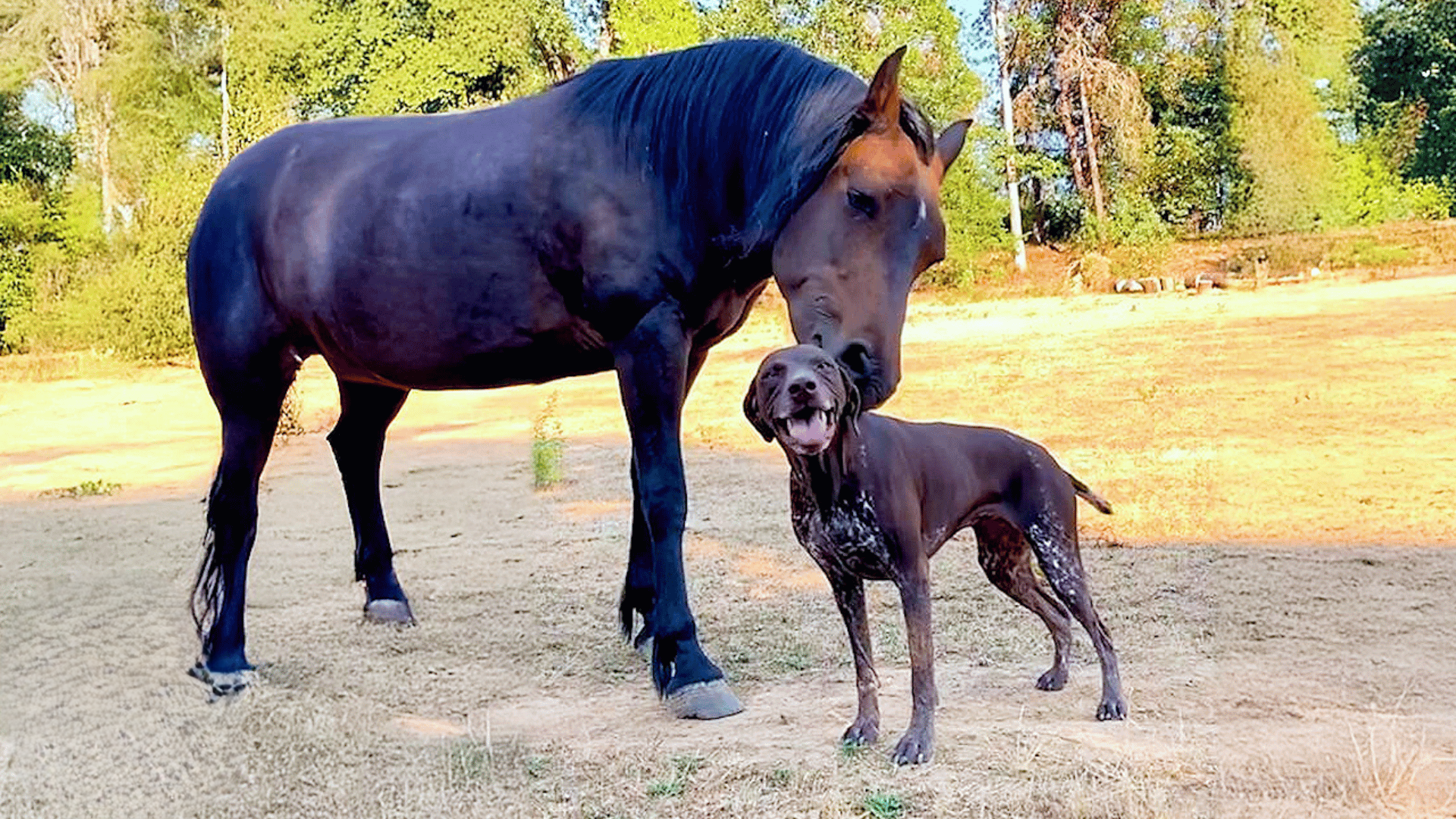 Dog walks up to a giant horse - and realizes he just found his best ...
