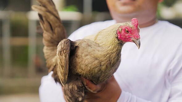 portrait, game fowl chicken or rooster 