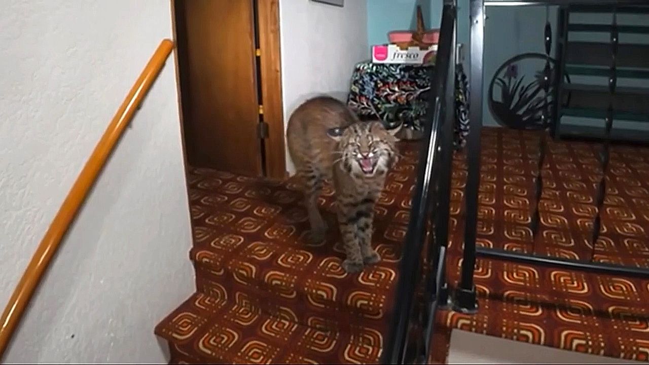 Une femme découvre un lynx roux sauvage chez elle
