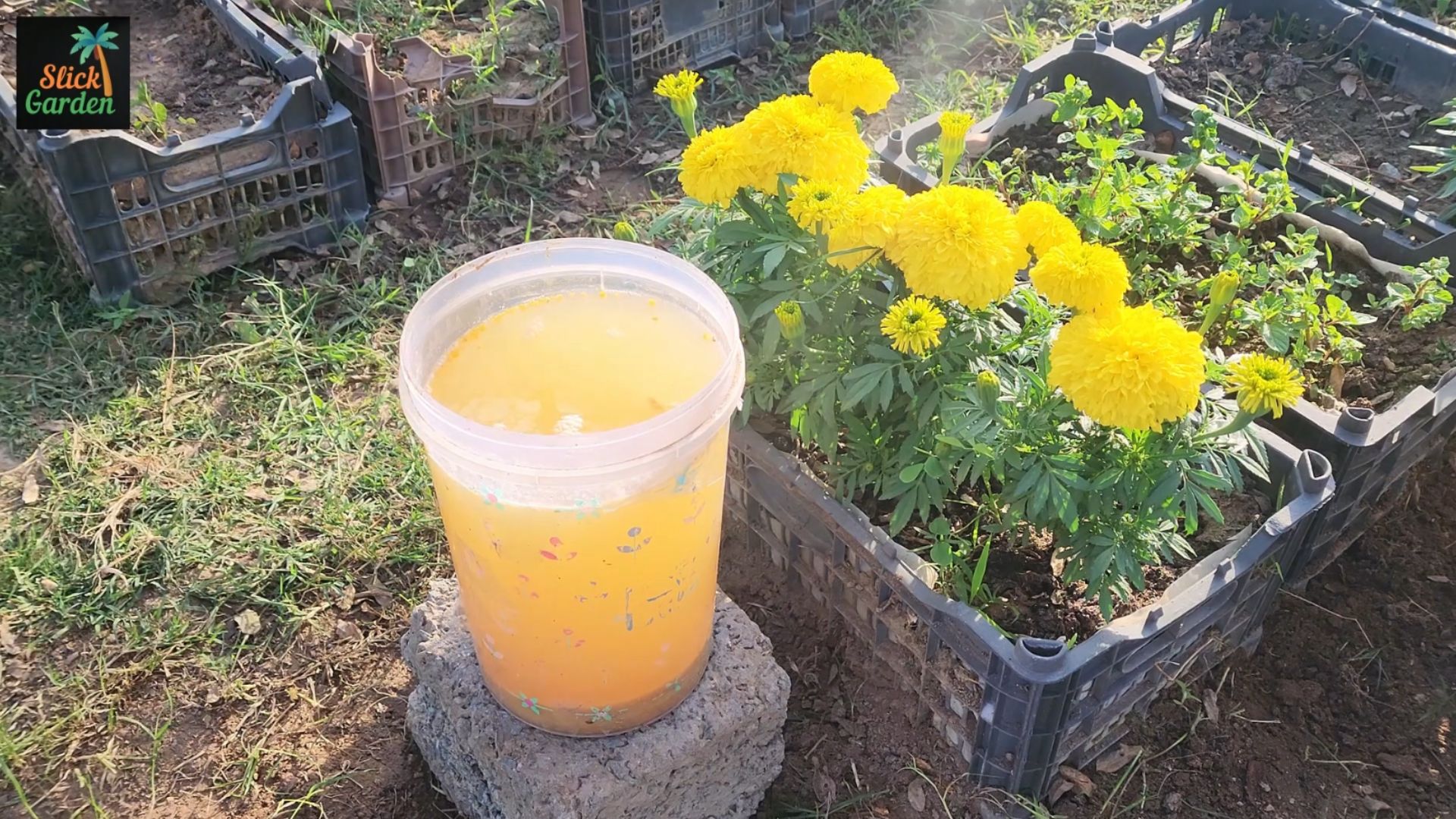 Reuse orange peels to support healthier garden plants