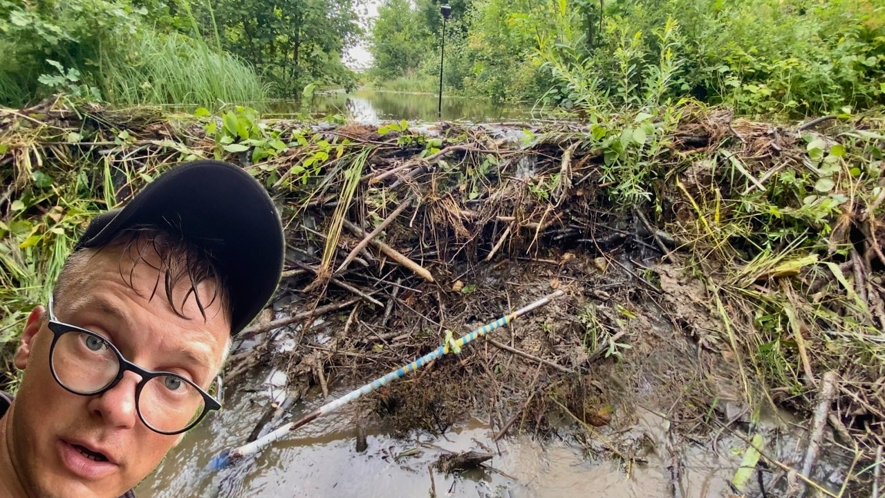 3 Dams to Get Result, Beaver Dam Removal