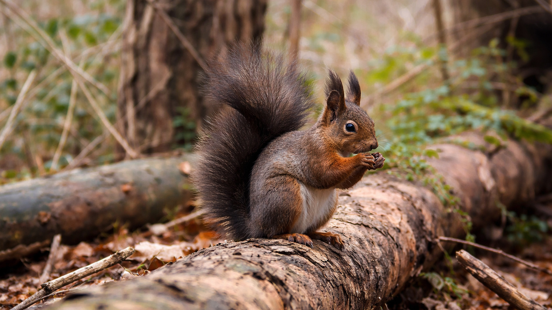 See what this squirrel was doing deep in the forest