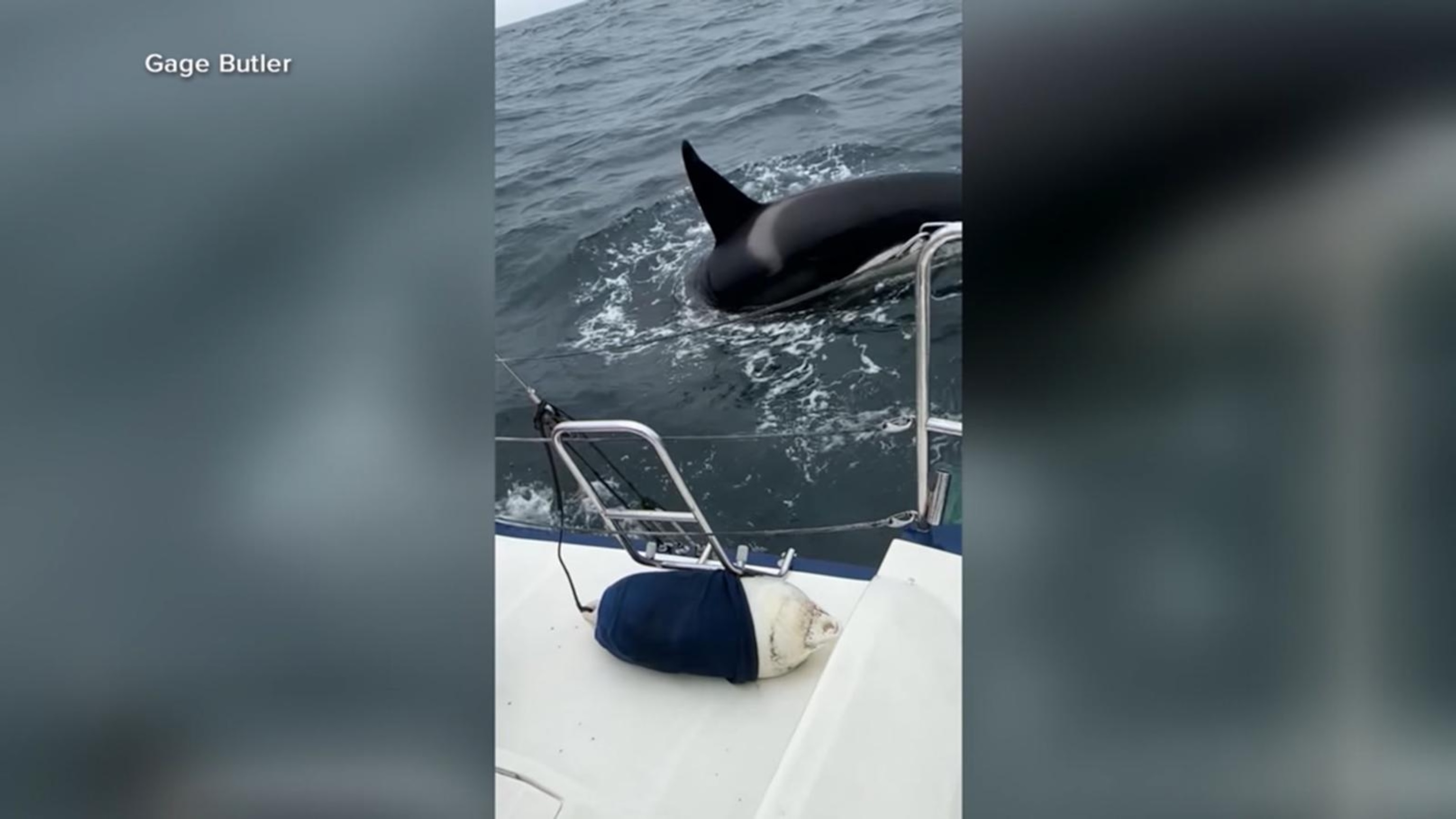 Killer whale rams sailboat off the coast of Spain