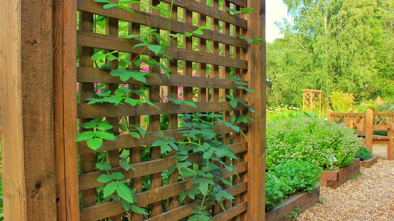 12 creative privacy screen ideas that will beautify your outdoor space ...