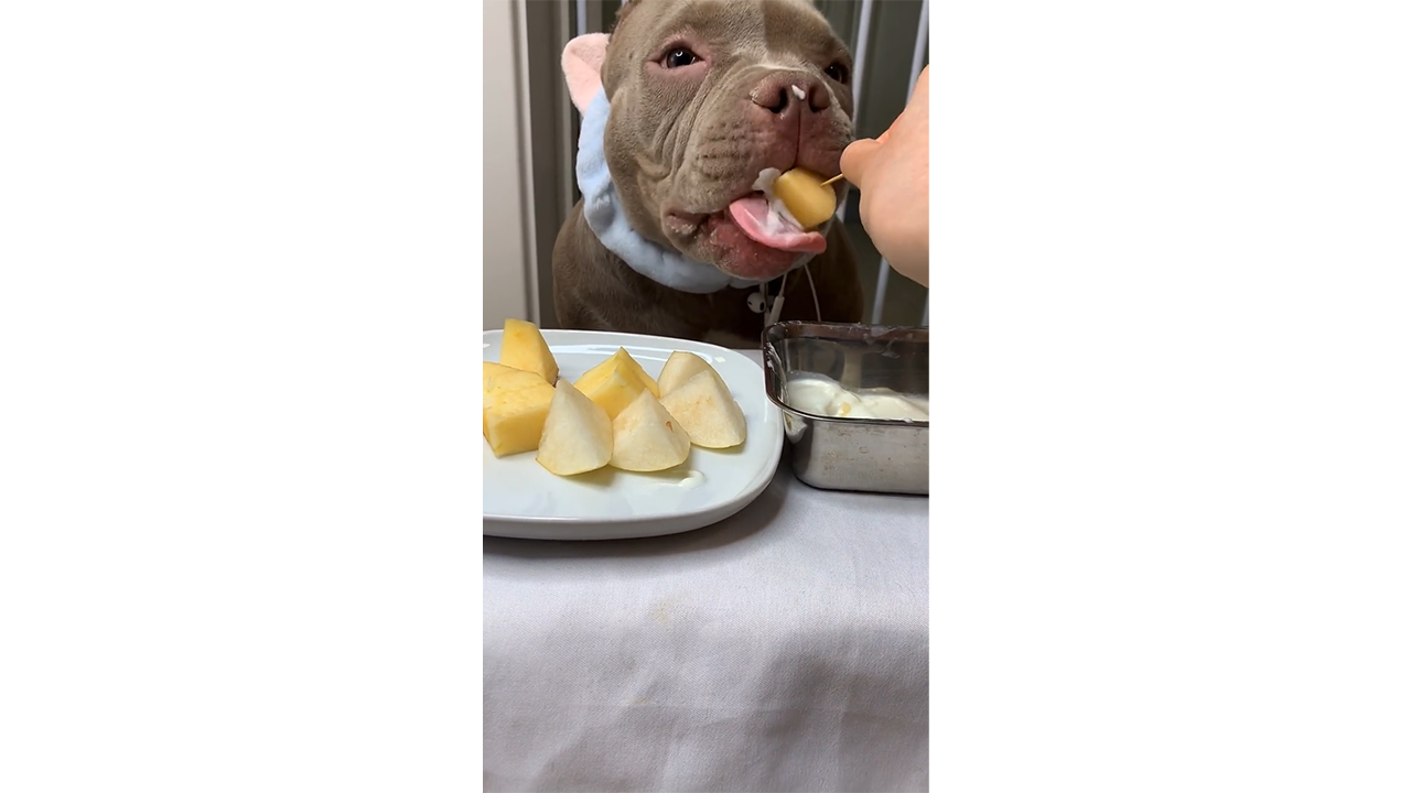 Happy pit bull tasting juicy pear from human hand