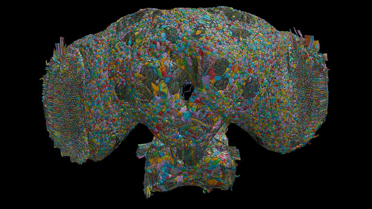 How the brain of a fly may help explain human behaviour