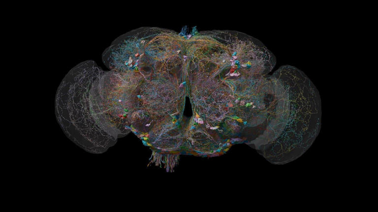 How the brain of a fly may help explain human behaviour