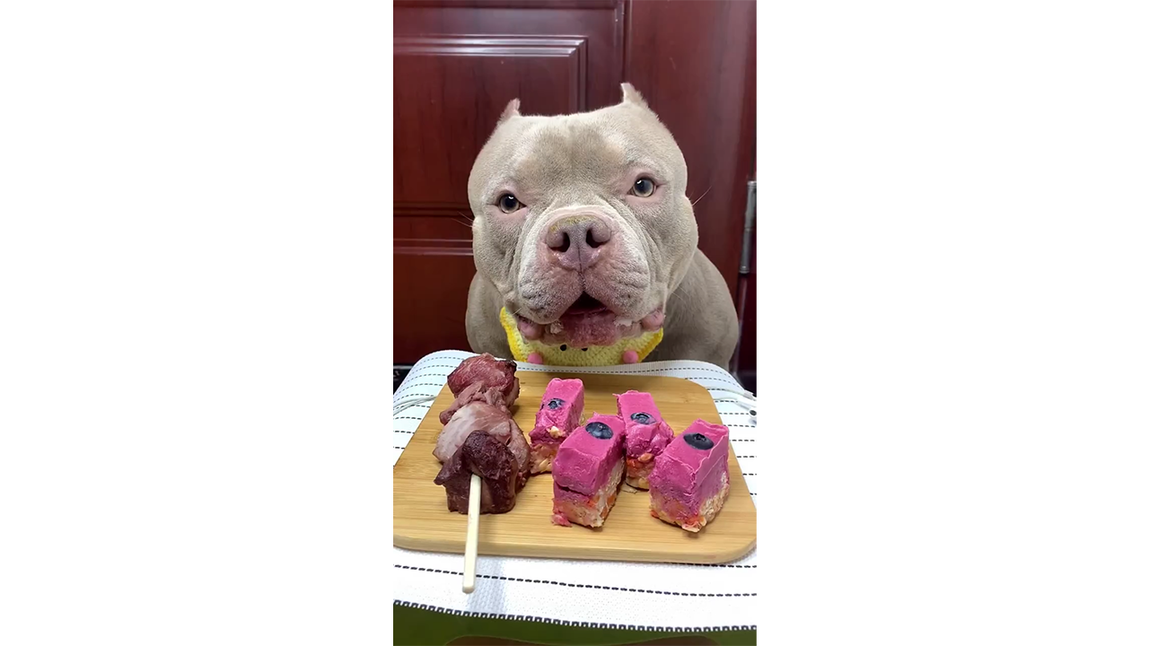 Hungry pit bull eyeing colorful meat bites before dinner