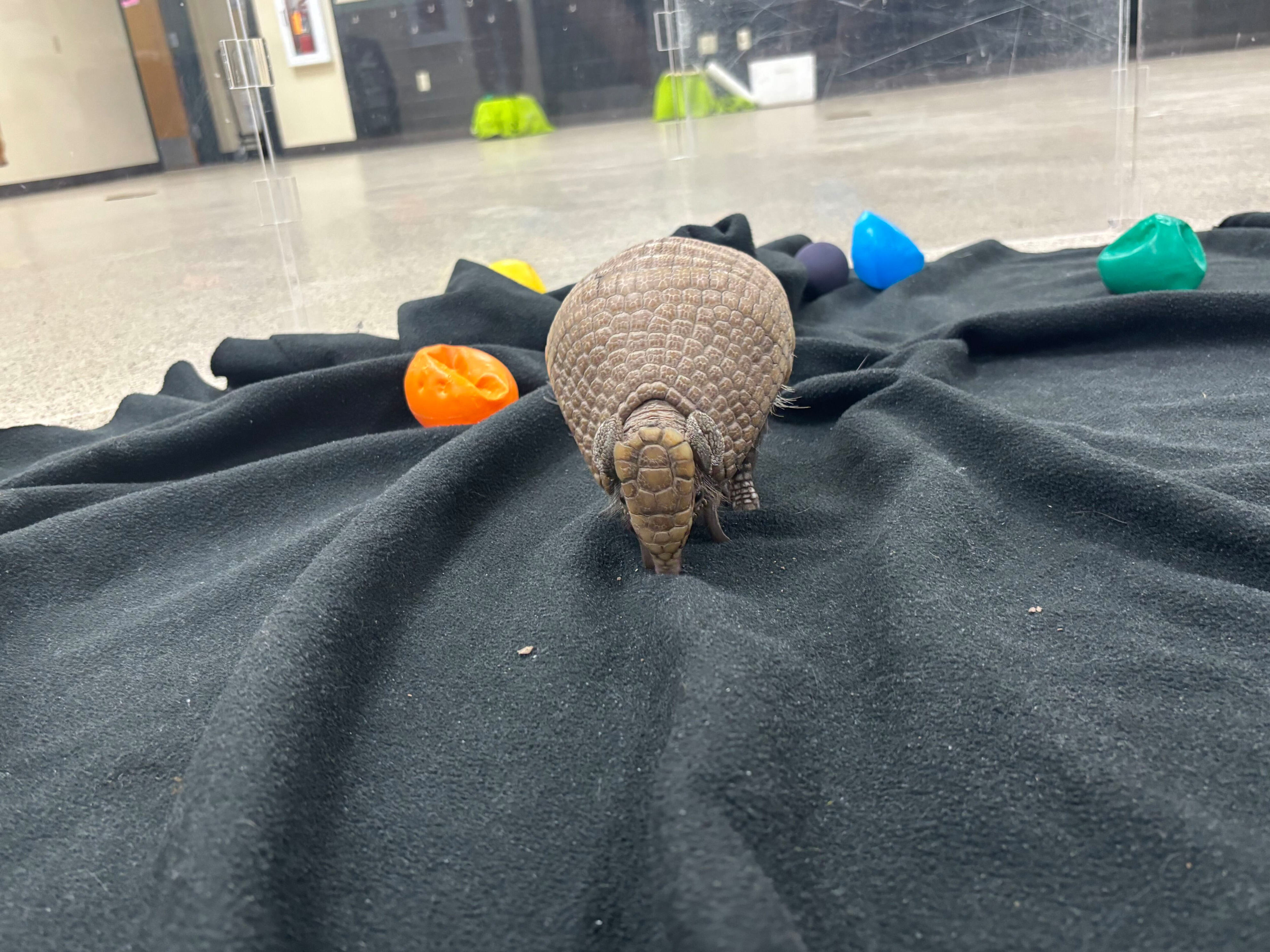 NEW Zoo ambassador animal program gets Packers’ support