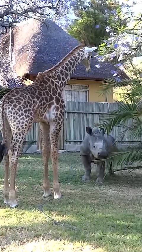 Rescue animals form unlikely friendships across species