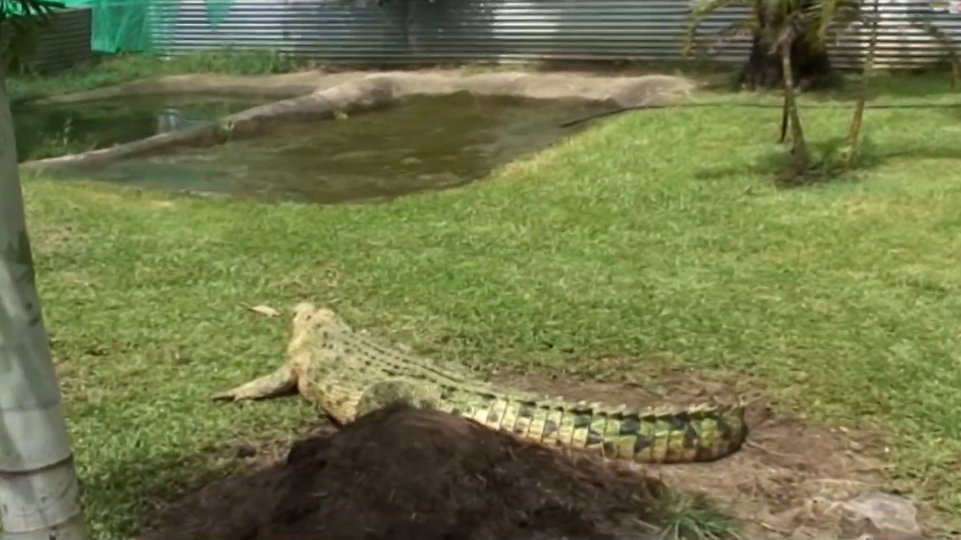 Never run between two crocodiles | A close call in the shallows