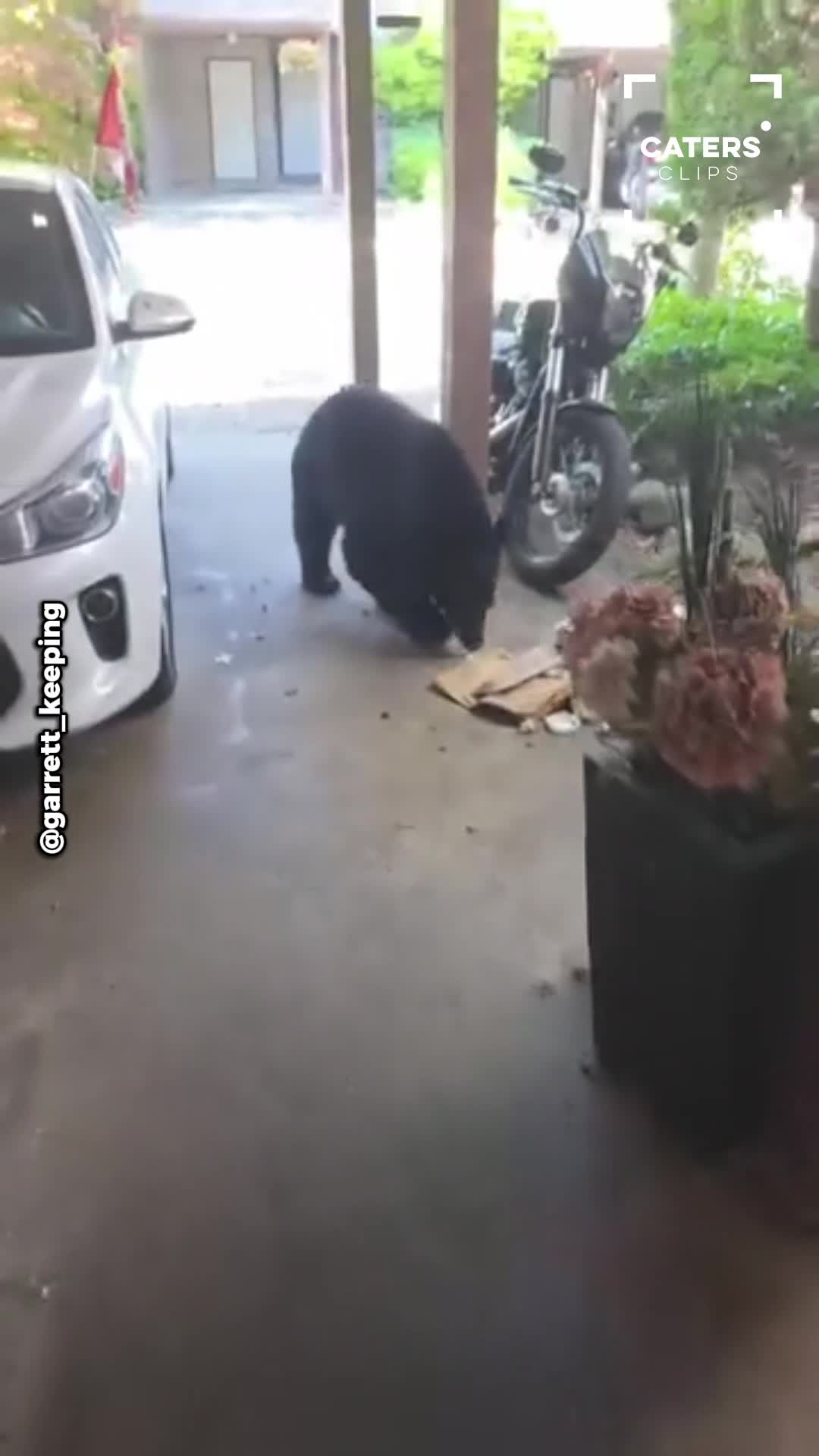 Canadian homeowner finds bear rummaging through garbage outside house