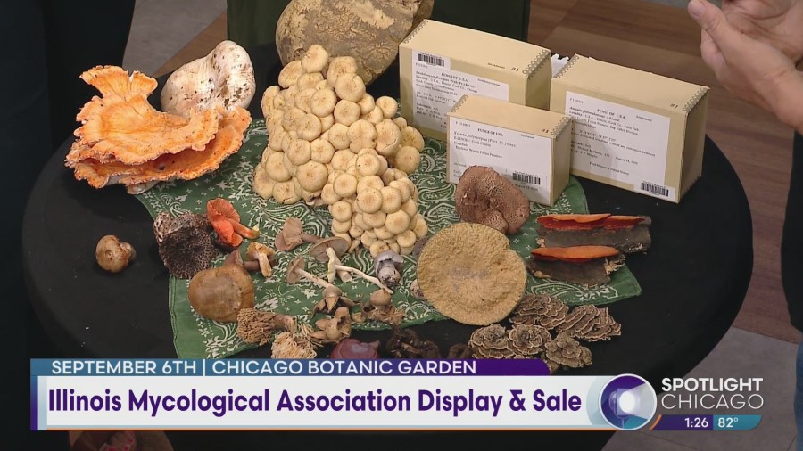 Illinois Mycological Association display & sale