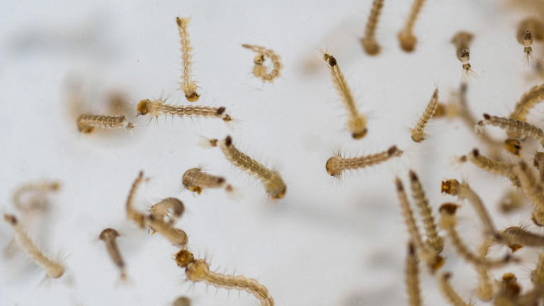 Aedes aegypti mosquito larvae. Pic: Reuters