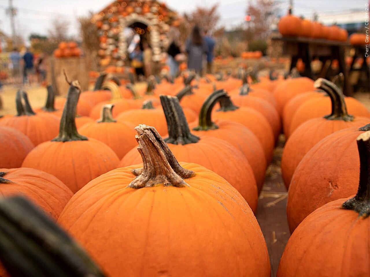 Fall fun returns to the Cape Fear region