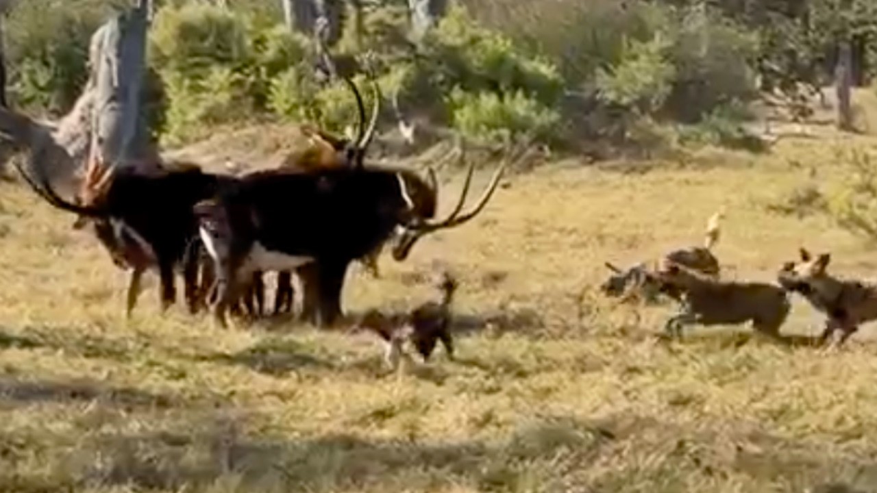 Antelope shield calf, then a lion
