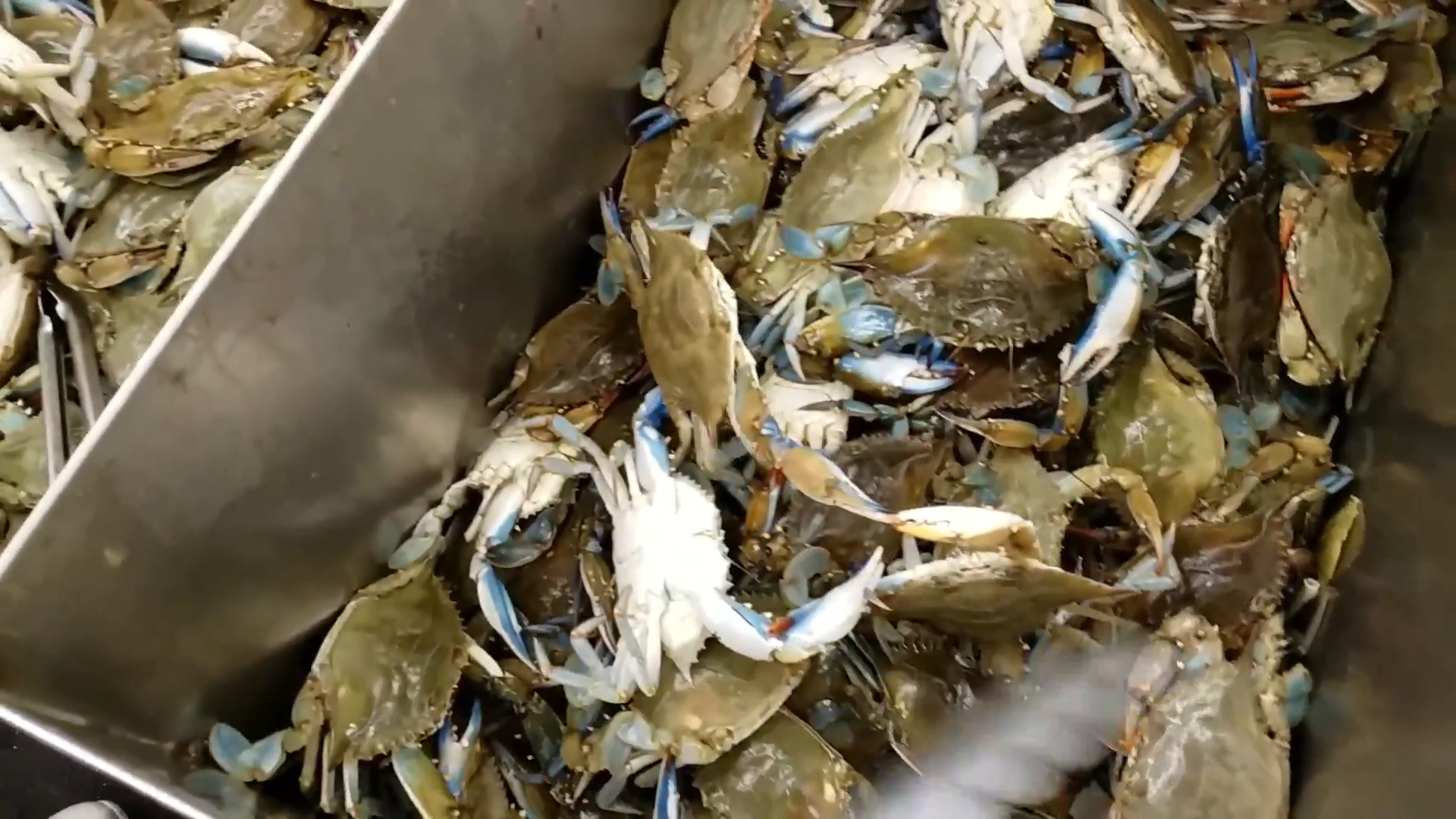 Live foods not a lot of people dare to eat